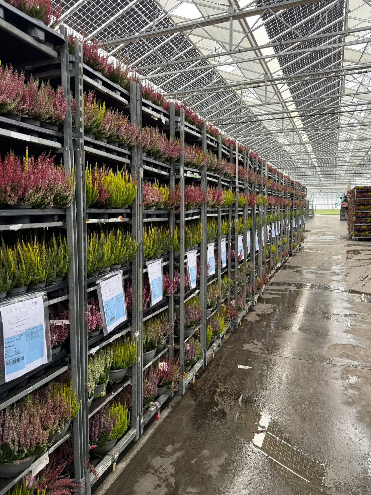Kleurrijke heidecollecties uit Duitsland