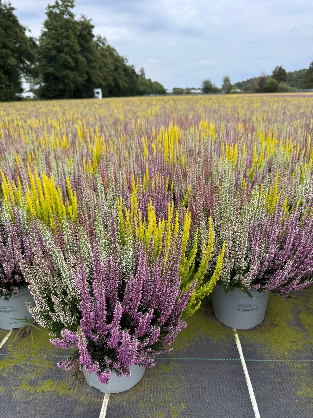 Kleurrijke heidecollecties uit Duitsland
