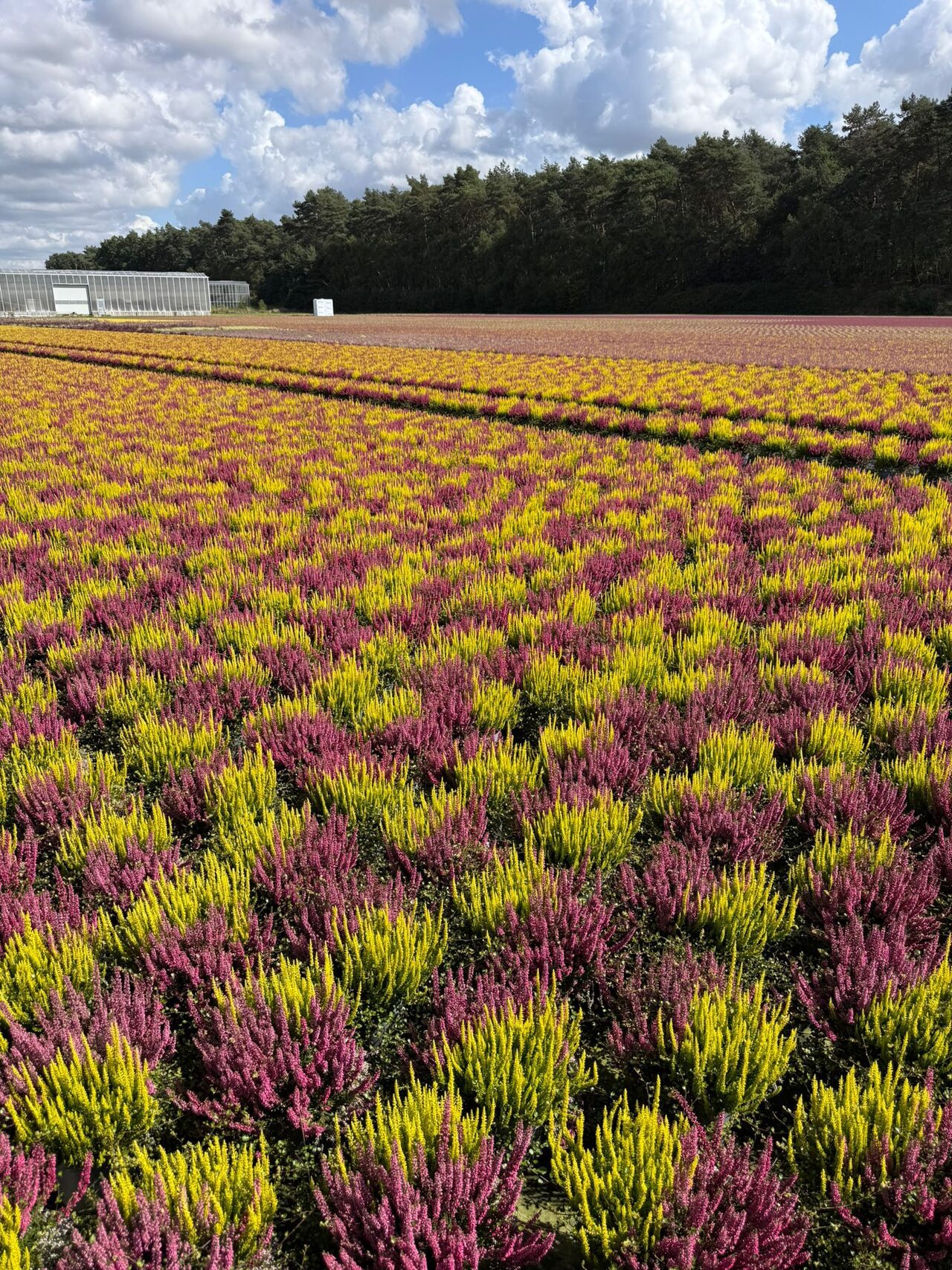 Kleurrijke heidecollecties uit Duitsland