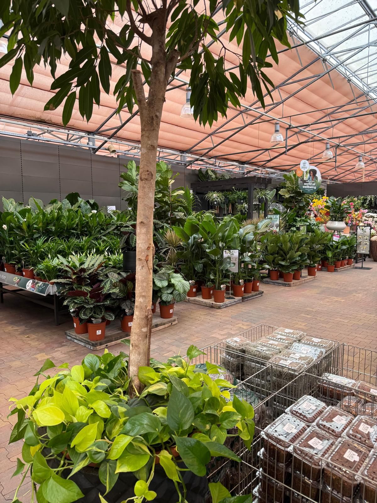 Groene metamorfose bij Tuinwereld Dordrecht