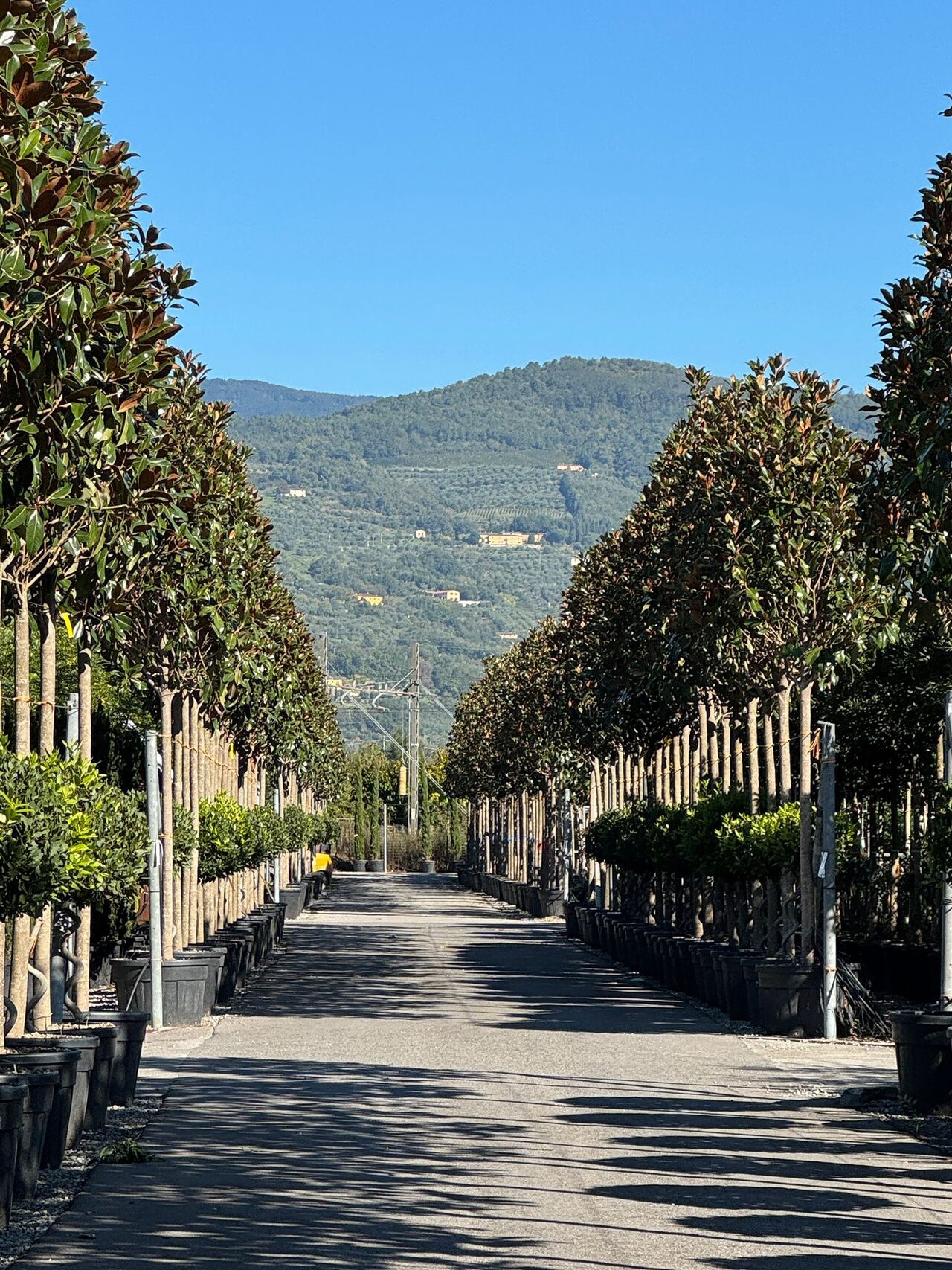Inkopen in Pistoia voor 2026