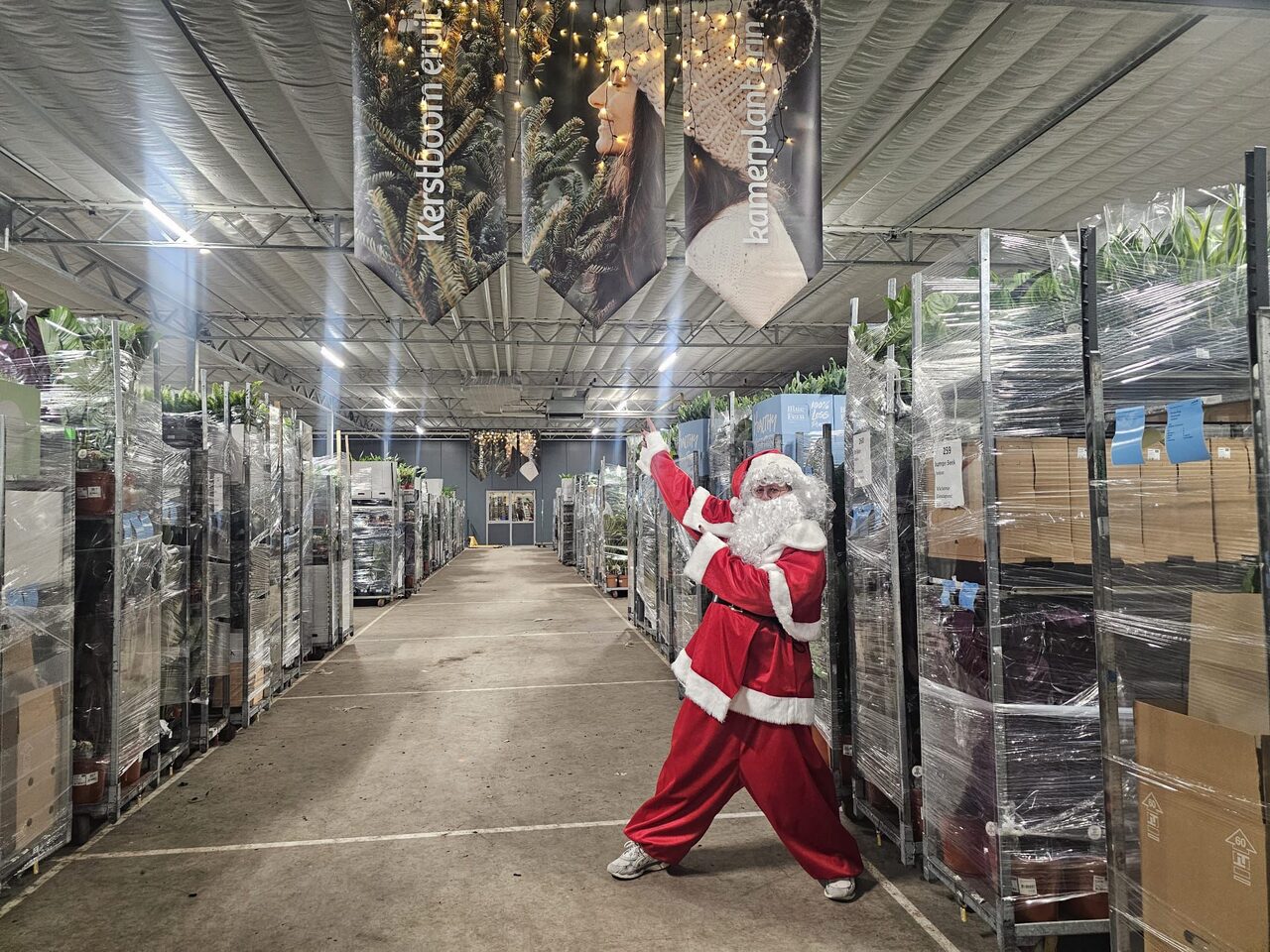 Kerstboom eruit, kamerplant erin!