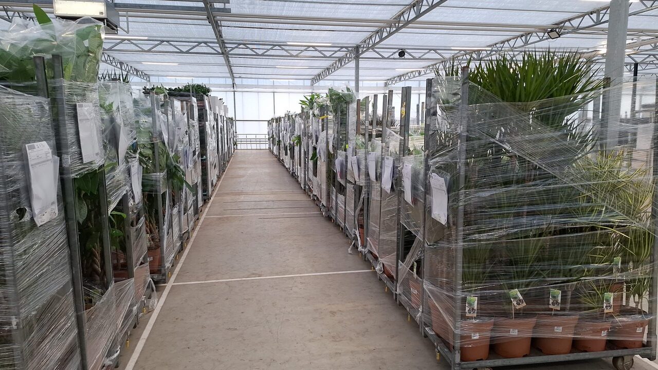 Kerstboom eruit, kamerplant erin!