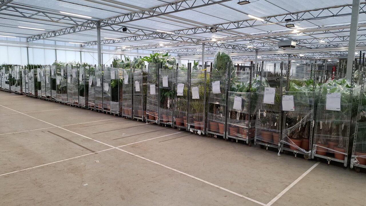 Kerstboom eruit, kamerplant erin!