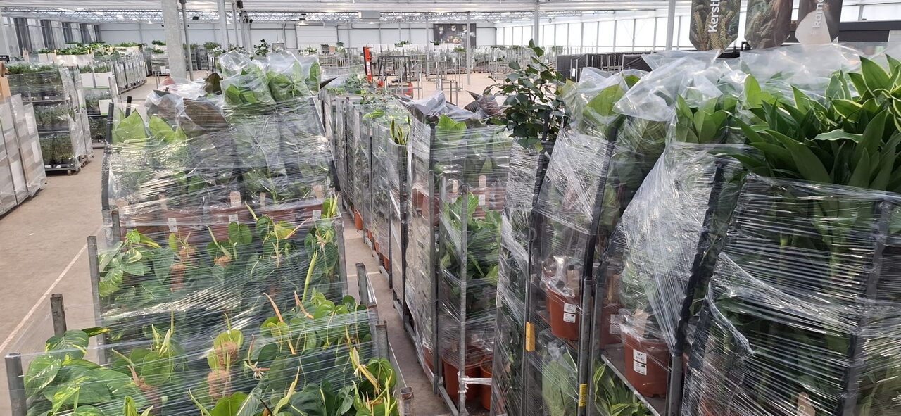 Kerstboom eruit, kamerplant erin!