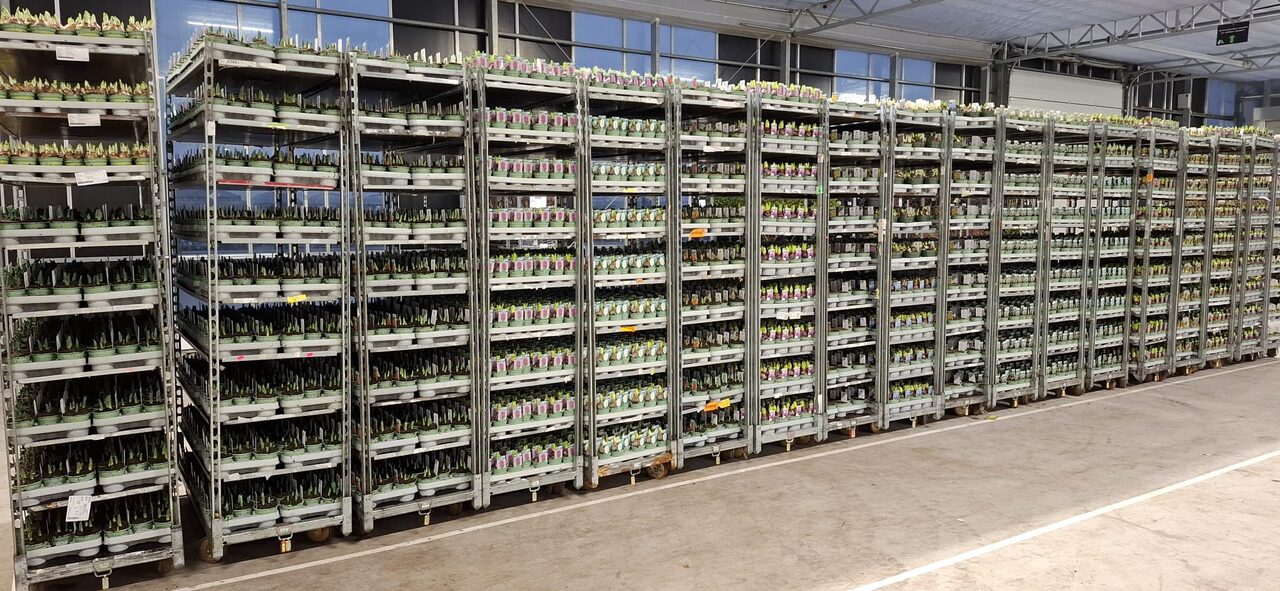Direct vers van de kweker
