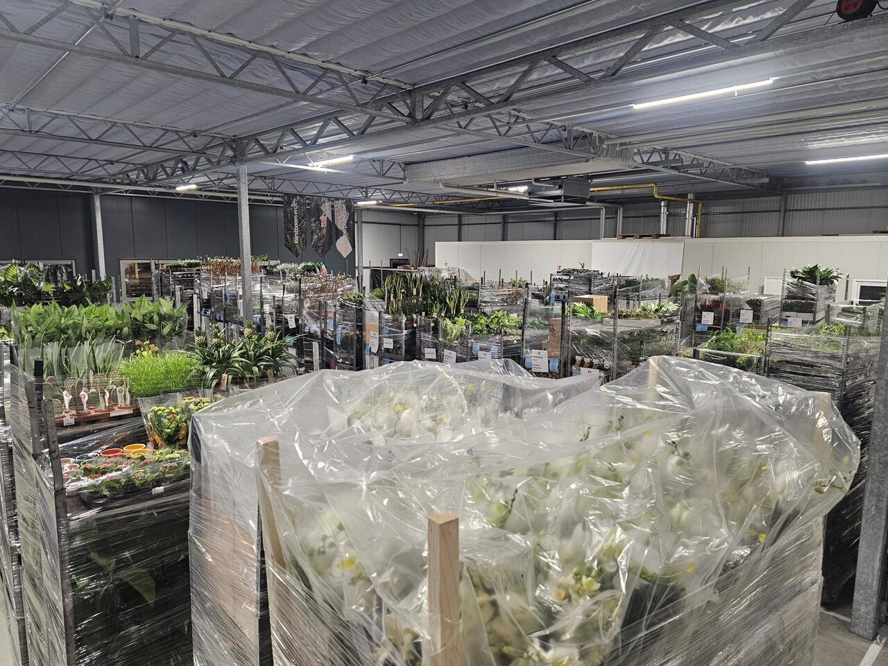 Direct vers van de kweker