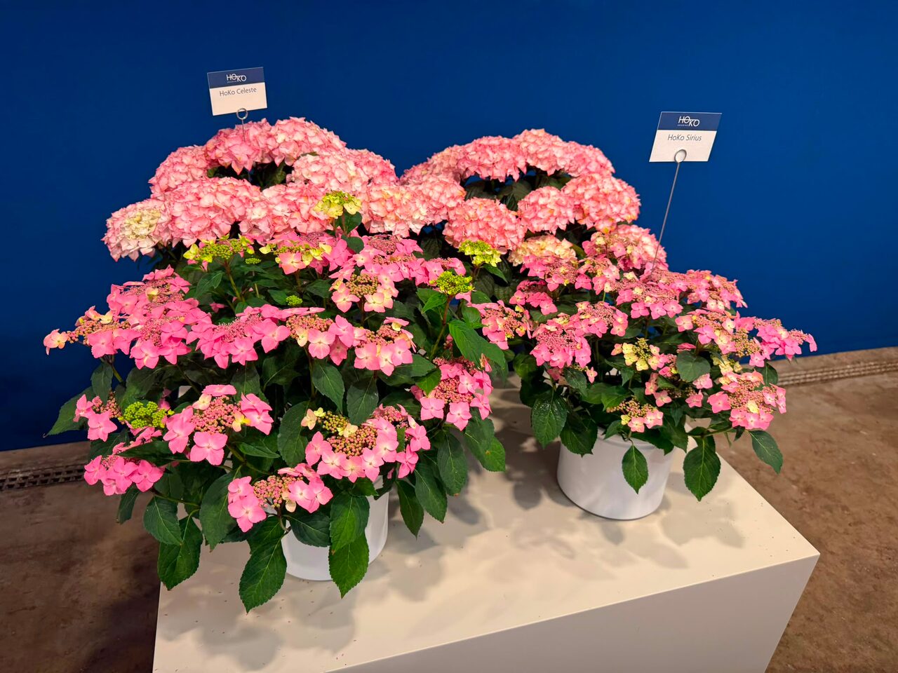 Vandaag was het zover: de Flower Trials met Plant Collect!