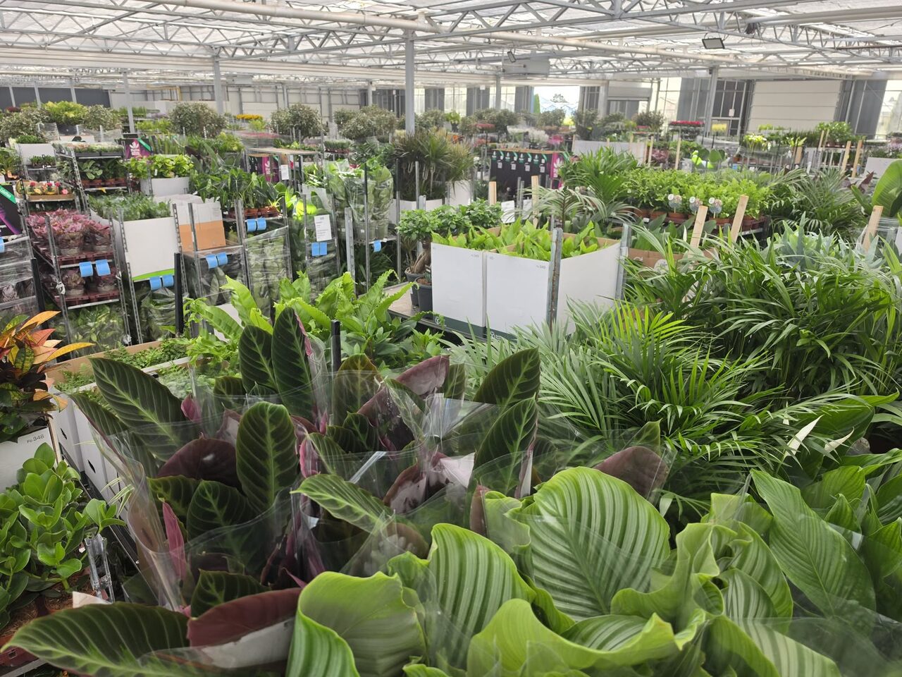 Vakantie voorbij, kamer(plant) erin!
