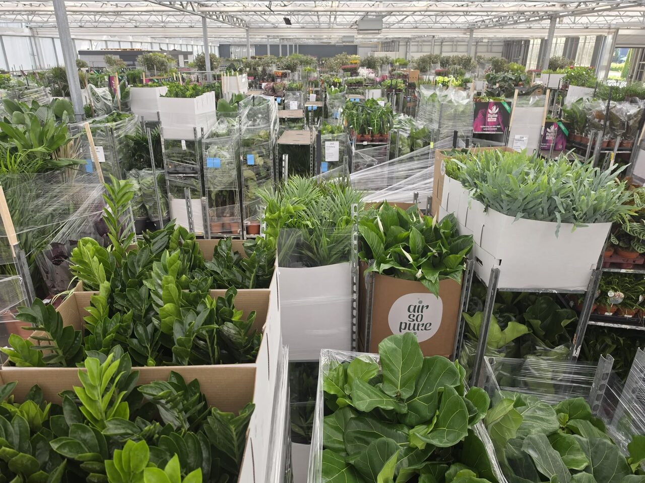 Vakantie voorbij, kamer(plant) erin!