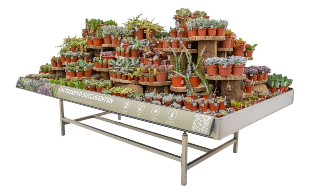 Concepttafel met cactussen en vetplanten op houten etages