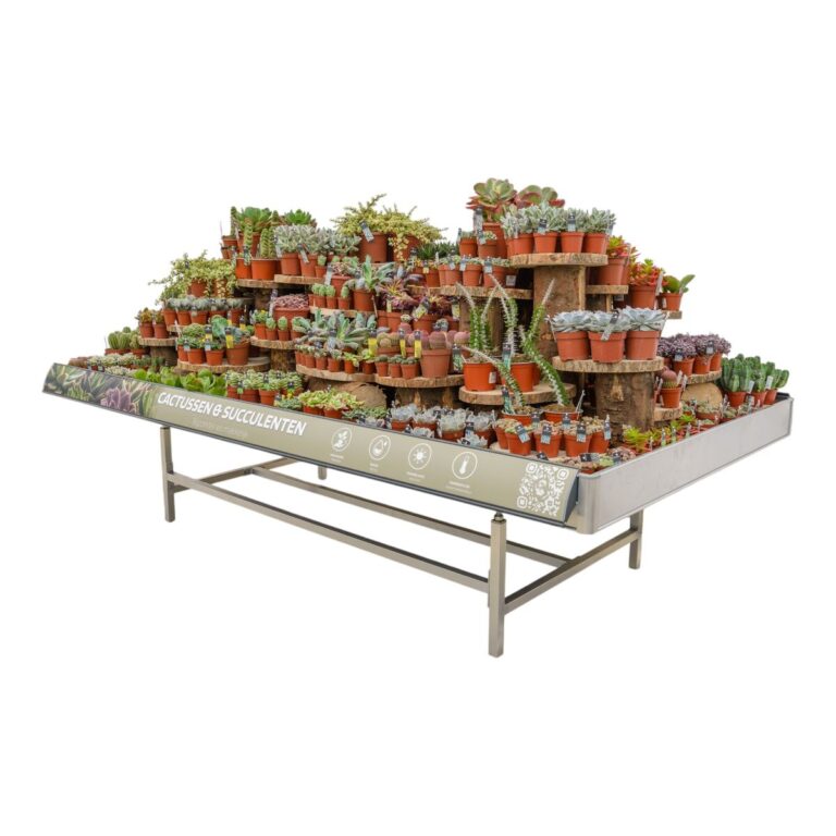 Concept Cactussen & Succulenten Concepttafel met cactussen en vetplanten op houten etages