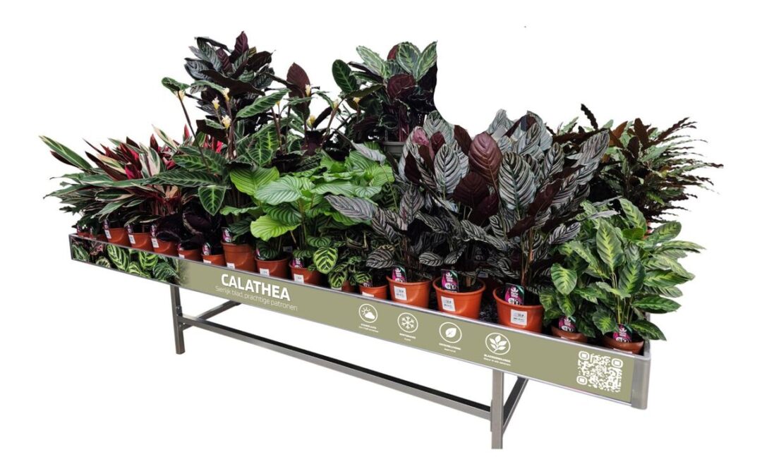Concepttafel vol Calathea's met getekend blad