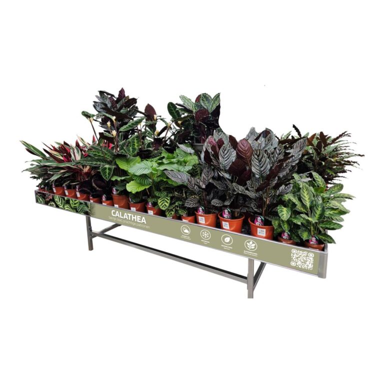 Concept Calathea Concepttafel vol Calathea's met getekend blad