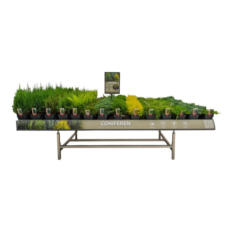 Concept Coniferen Concepttafel met coniferen in verschillende kleuren