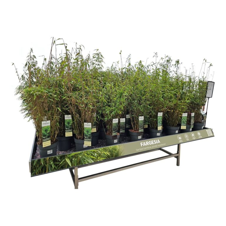 Concept Fargesia Concepttafel met Fargesia-bamboe