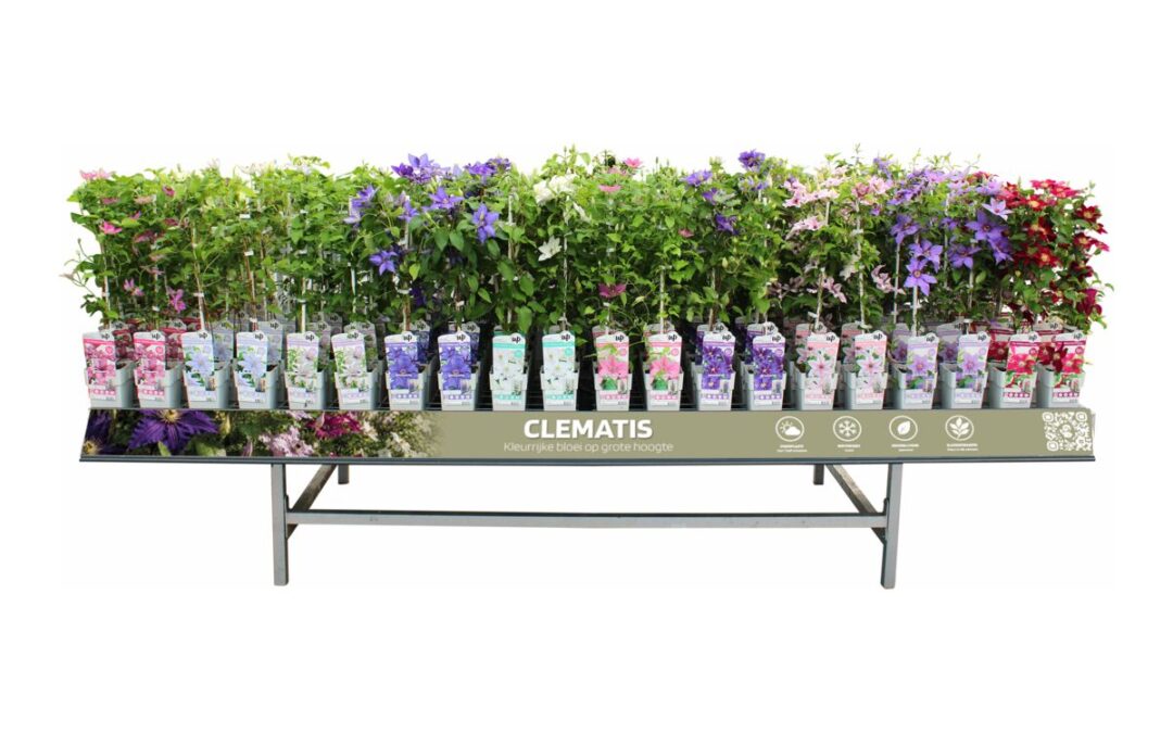 Concepttafel met bloeiende clematis