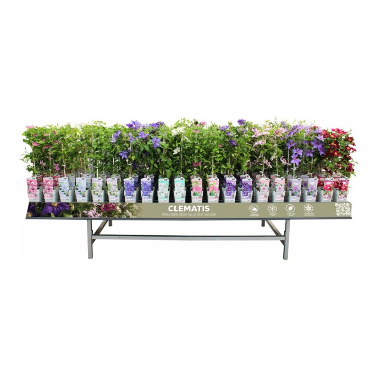 Concept Klimplanten Concepttafel met bloeiende clematis