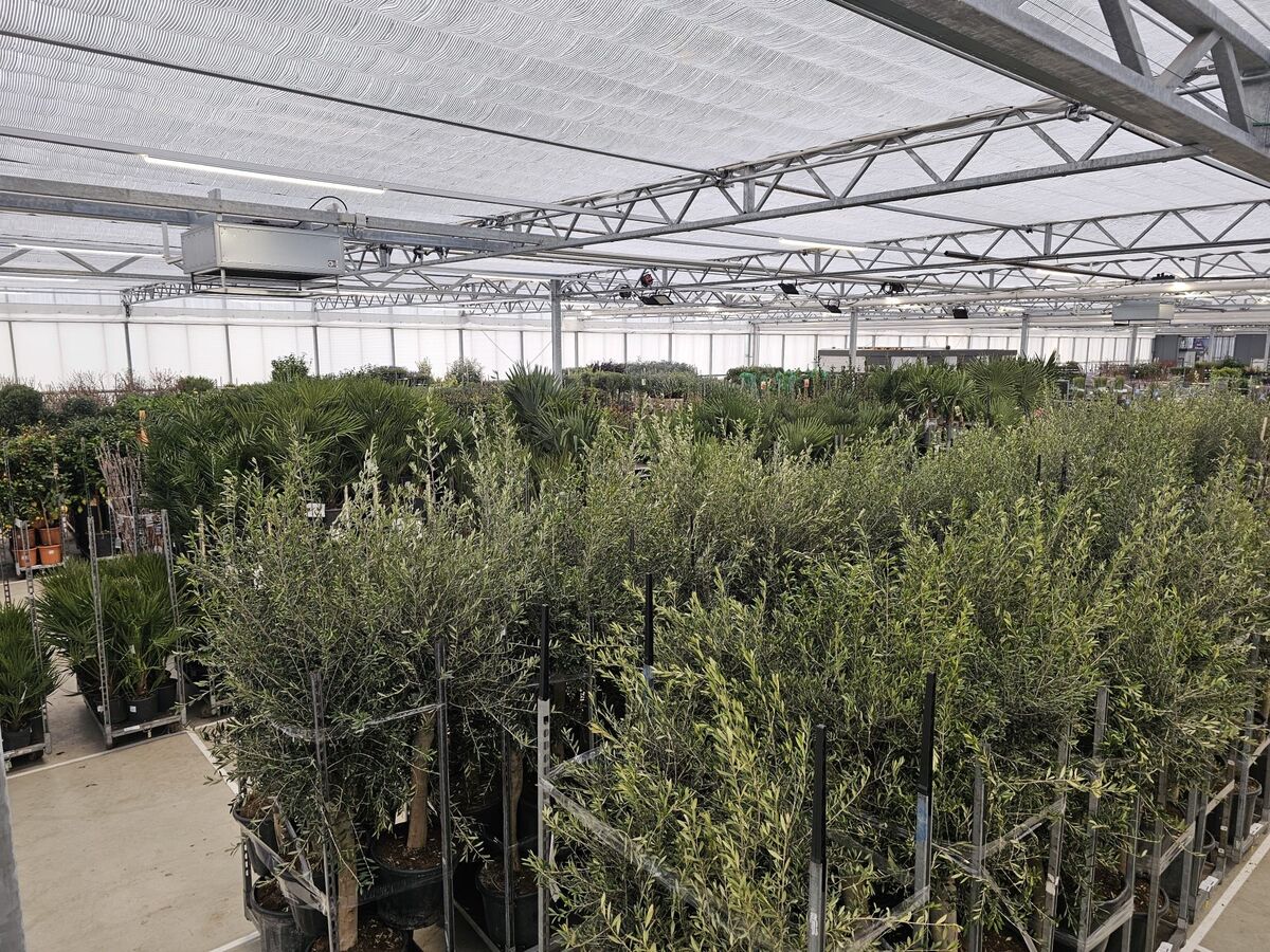 Stredomorské stromy a kríky v hale Plant Collect