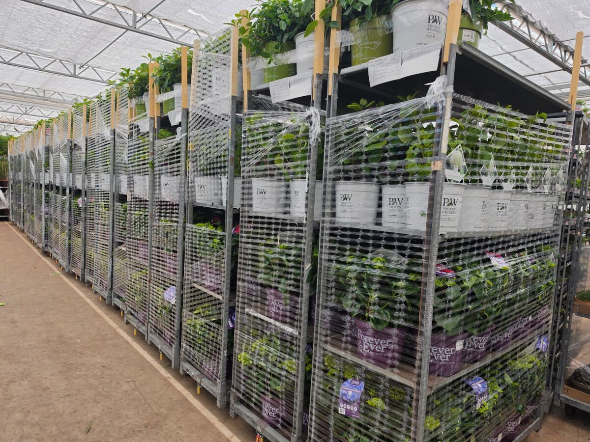 Dlouhá řada zabalených vozíků s hortenziemi v hale Plant Collect