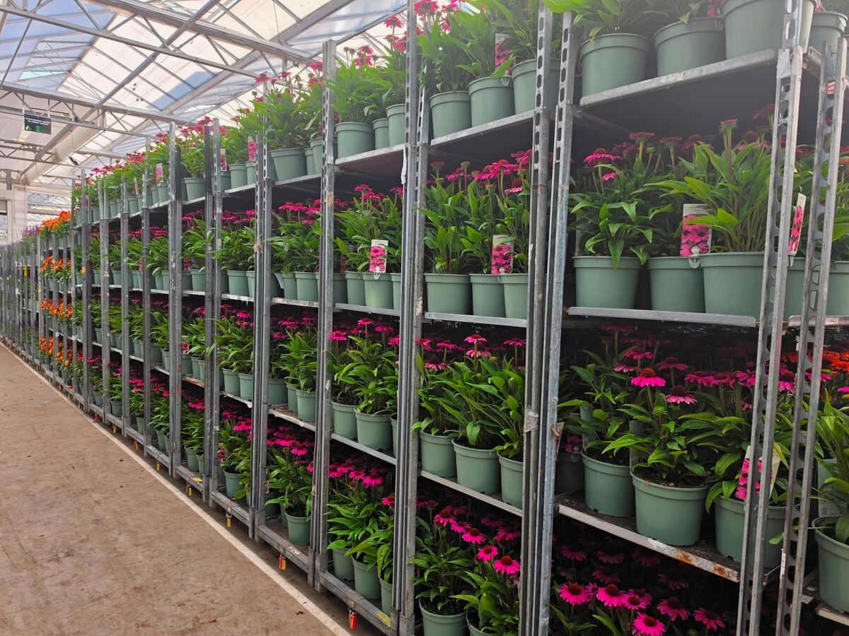 Long row of trolleys with pink echinacea in the Plant Collect hall