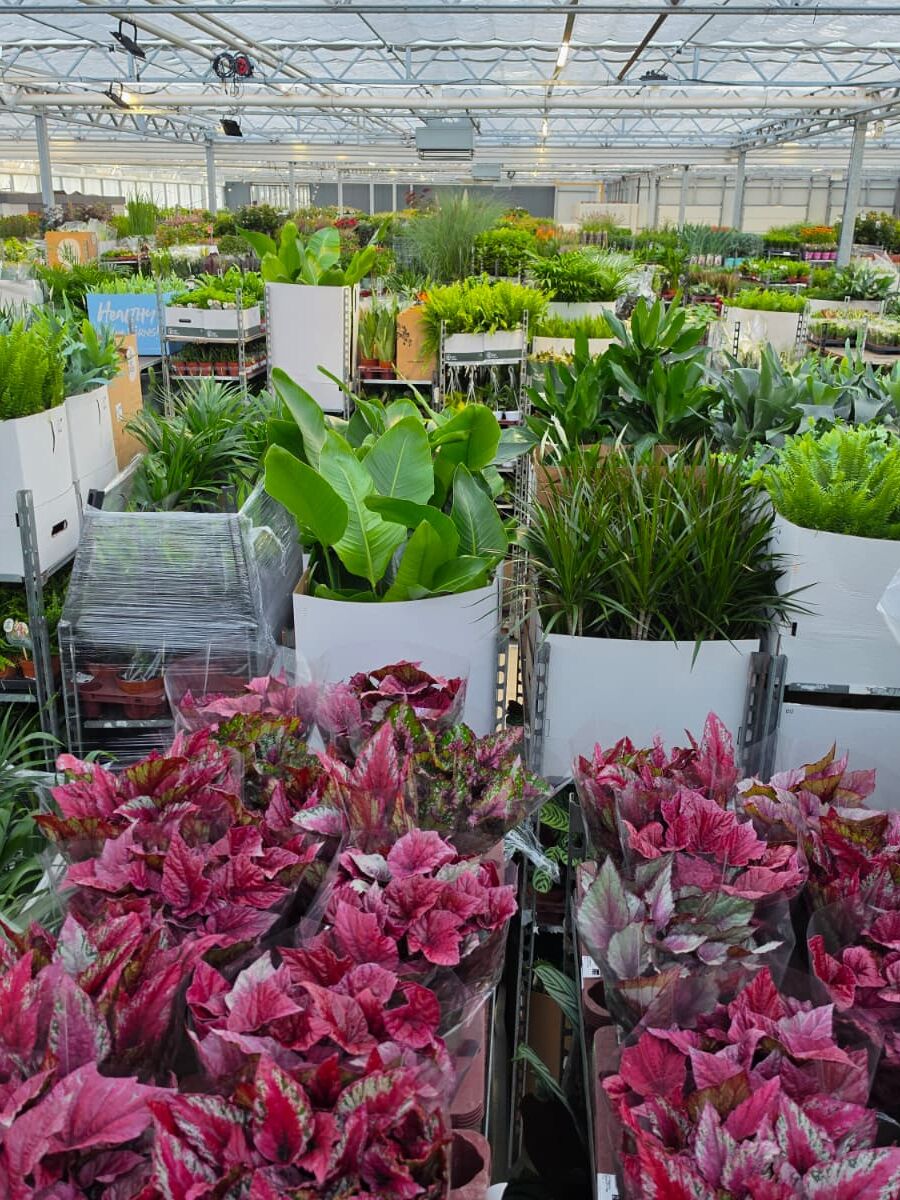 Plantes d'intérieur et bégonias dans le hall de Plant Collect