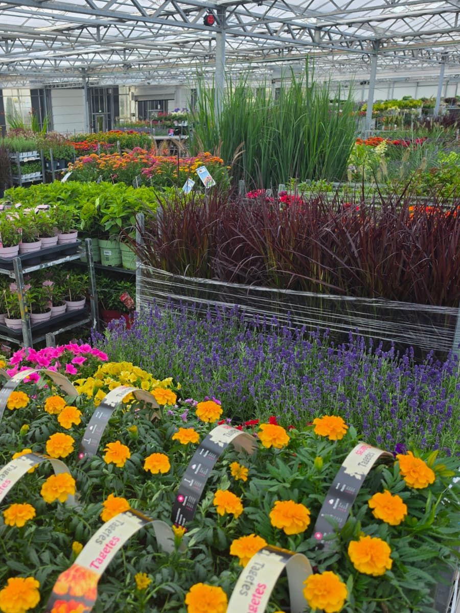 Afrikaantjes, lavendel en siergrassen in de hal van Plant Collect