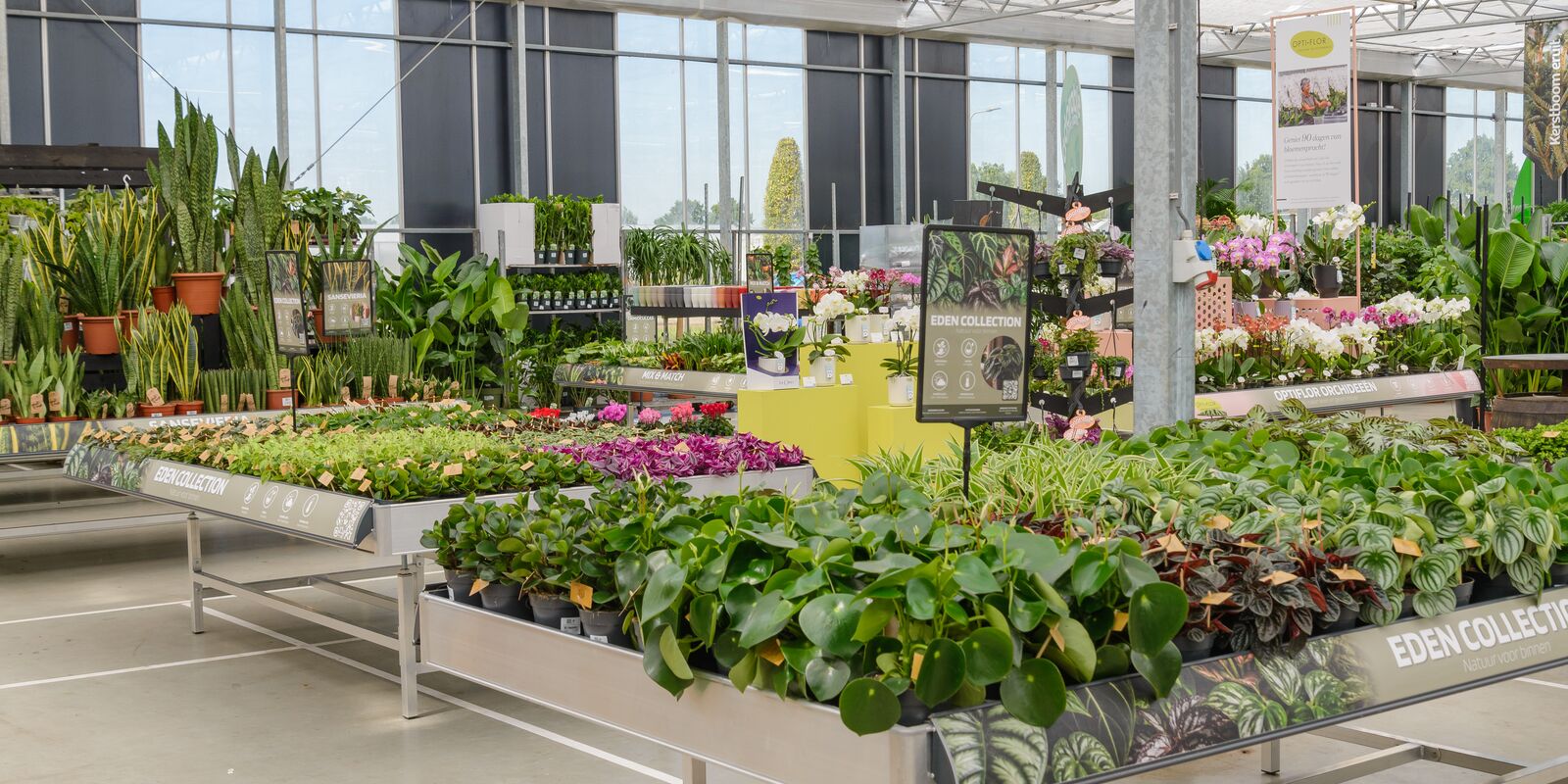 Tables de présentation avec plantes d'intérieur et plantes fleuries au salon