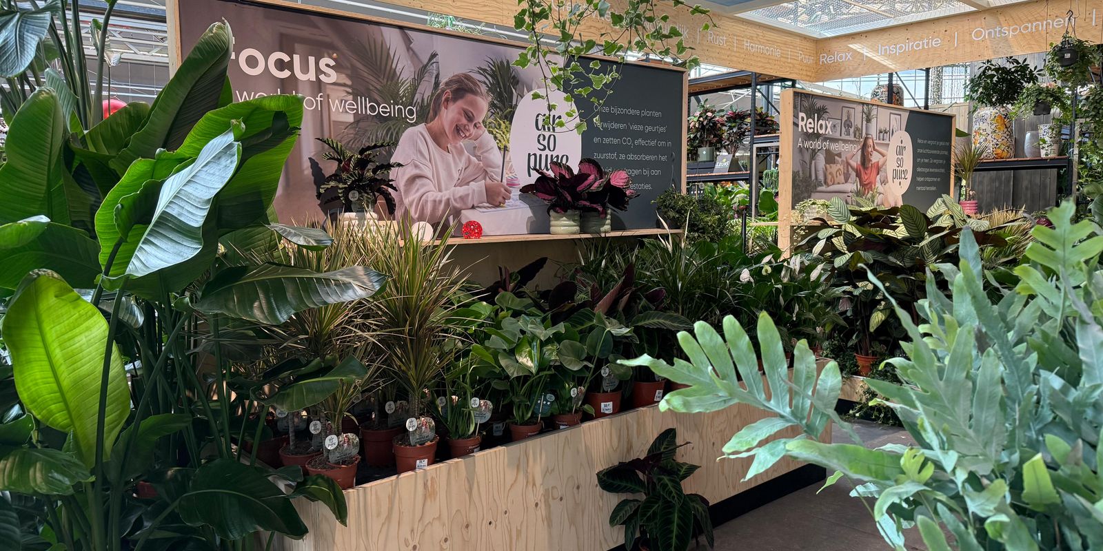 Ingerichte kamerplantenafdeling met het concept Air so pure, presentatieborden en bakken van onbehandeld hout